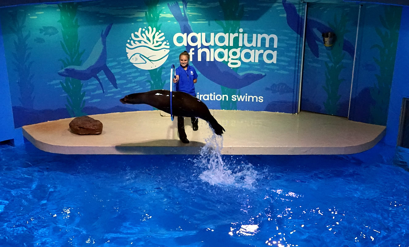 Aquarium of Niagara Falls Hoop Jump