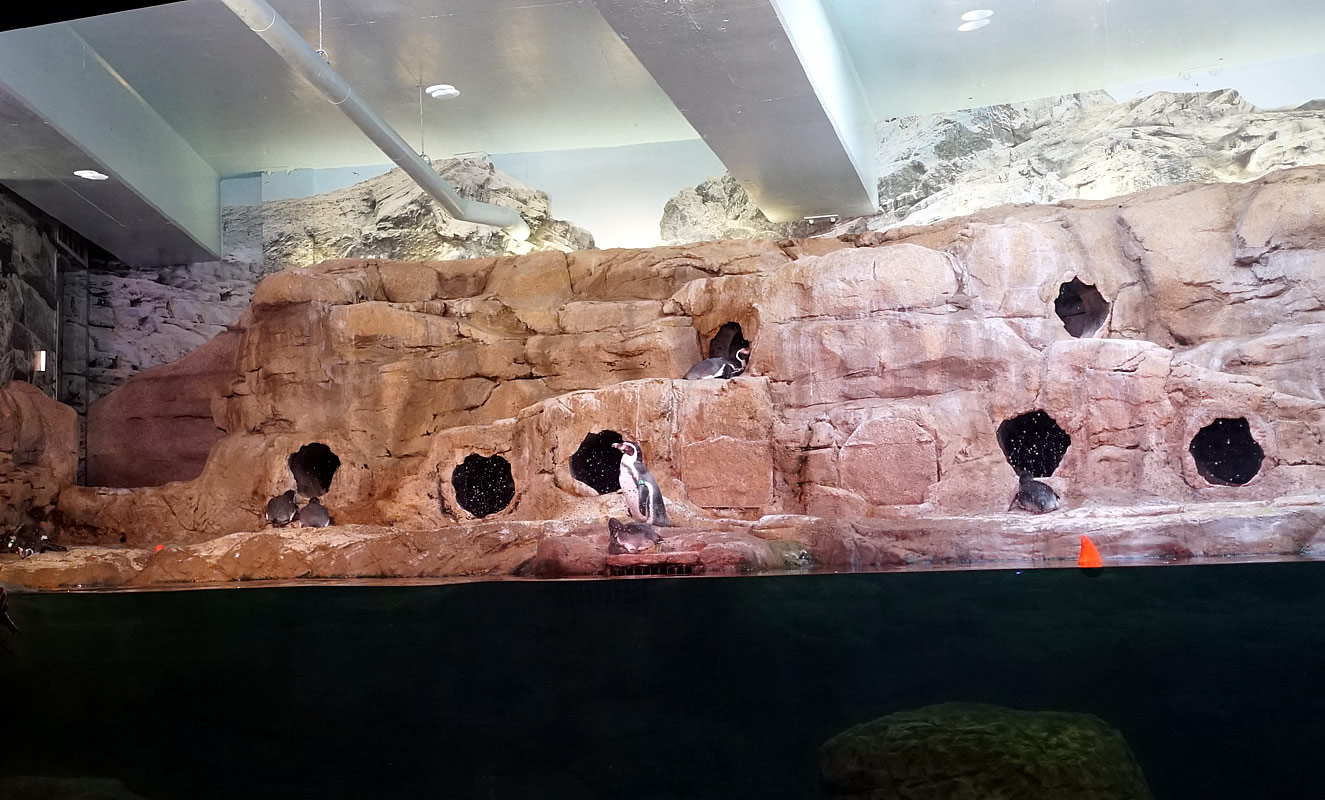 Aquarium of Niagara Penguin Display